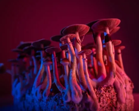 About Psychedelics by the Philosopher: A Reflective Journey into Mind-Altering Compounds